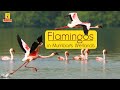 Flamingo Safari Mumbai S Lesser Known Travel Destination