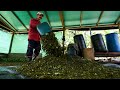 La Colombie bat des records de production de coca et de cocaïne La Colombie bat des records de production de coca et de cocaïne