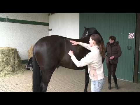 Pferdeosteopathische Behandlung Teil 2/2