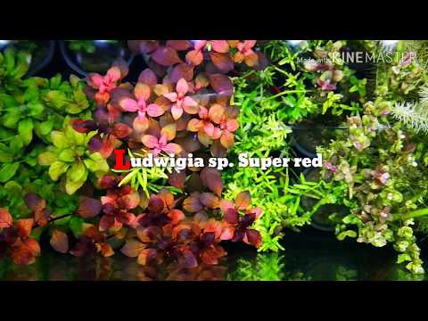 Watch Video on YouTube