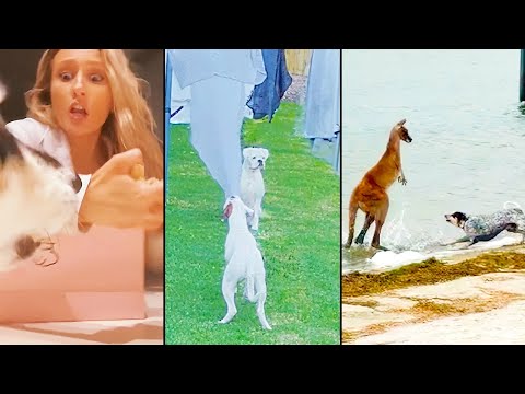 Ozzy Man Reviews: Dogs Being Dodgy