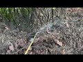 Handling Carpenter Ants in the Tree in Monmouth Junction, NJ