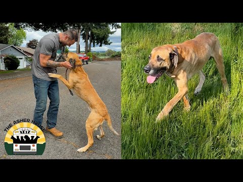 It was mutual love at first sight when I met Chase. He's the perfect dog | The Asher House