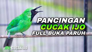 Download lagu PANCINGAN CUCAK IO SUARA LANTANG BUKA PARUH COCOK UNTUK MENAIKKAN EMOSI IJO BISU AGAR CEPAT JAMTROK mp3