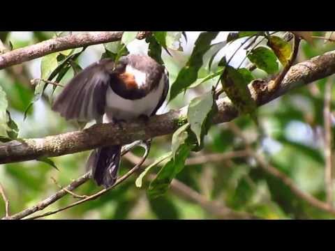 Kardinál červenohlavý (Paroaria gularis) — video o speve a chove