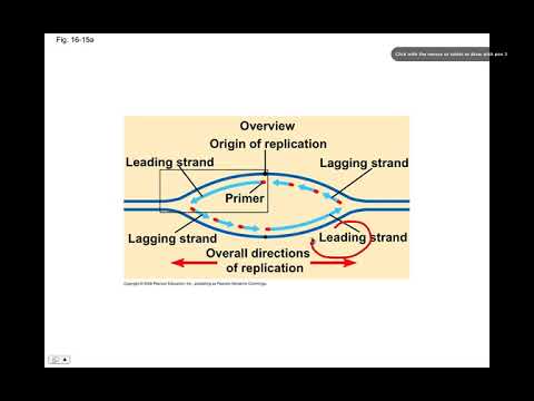 DNA Replication, BIO105 Introductory Biology, David Champlin, USM