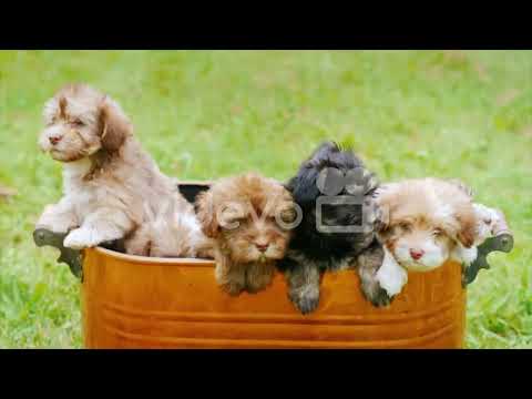 cut pets lover - animal lover part 9 - sanika IT