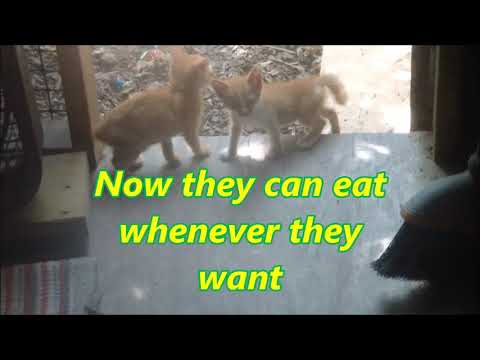 HOW TO KEEP ANTS OUT OF CAT FOOD.  Feral cats