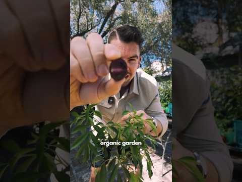 Two Years of Growing The Purple Tomato - My Thoughts & Your Questions Answered