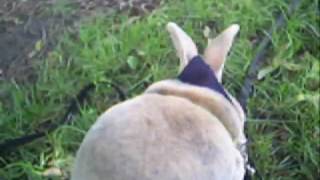 Sunki's park adventure June 2010