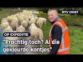 Mylan (14) heeft één grote droom: schaapherder worden | RTV Oost