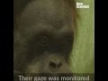 Apes show they can read people's minds