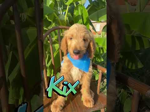 Thumbnail for Kix's video