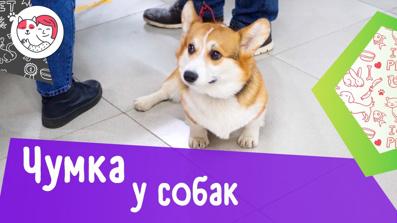 6 популярных вопросов про чумку у собак