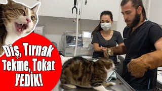 CANIMIZI ZOR KURTARDIK! 😱 Kedi Saldırısında 