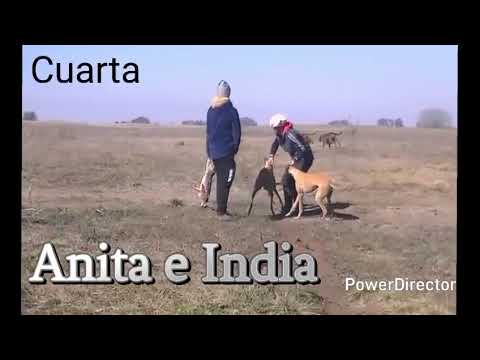 La Facu Falcon.!! El campeón en yunta en Bolívar 2025