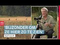 Kwetsbare kraanvogel op afstand vastgelegd | ROEG! | RTV Drenthe