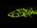 Glow-in-the-dark sharks and other stunning sea creatures | David Gruber