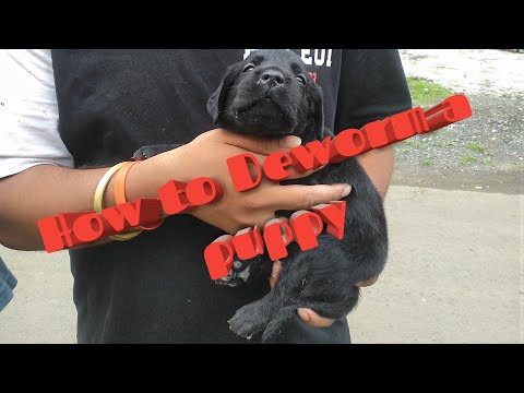 How to deworm a puppy/dog at home