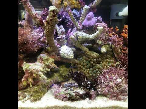 イソギンチャクの分け方2023