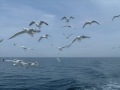 Andreas Vollenweider - Birds of Tilmun 