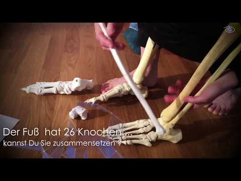 Der Fuß hat 26 Knochen | Franklin-Methode®