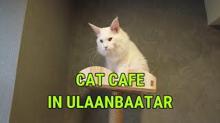 CAT CAFE IN UB, MONGOLIA