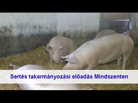 a sertéseknek piros foltjaik vannak hogyan kell kezelni