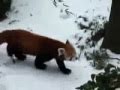 Red Panda Conservation Project 