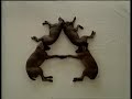 Sesame Street Wegman S Dogs A For Artist