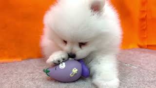 ポメラニアンの動画01