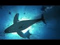 Ambient Whale Song Dolphin Calls Ocean Meditation Music