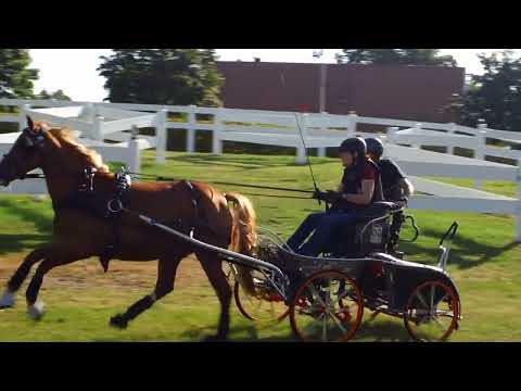 Fahrturnier Ostenfelde 21.8.2022