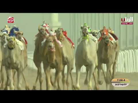 ش الشلفه إنتاج 4 (غزيزه) لـ فهيد محمد الرزق العجمي 12:22:38 ، مهرجان ختامي الشحانية 2026/04/29 حول