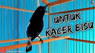 Download lagu Pancingan Bunyi Kacer Dada Hitam Gacor, Ngemplong Pagi Hari Yang Bisu Langsung Nyaut mp3 Download lagu Pancingan Bunyi Kacer Dada Hitam Gacor, Ngemplong Pagi Hari Yang Bisu Langsung Nyaut mp3