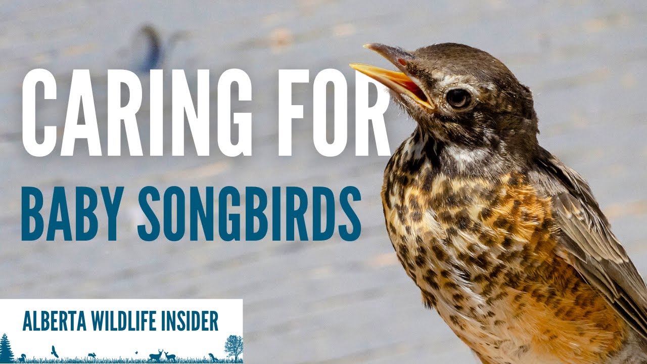 Rearing orphaned songbirds is intense - here's how we do it!