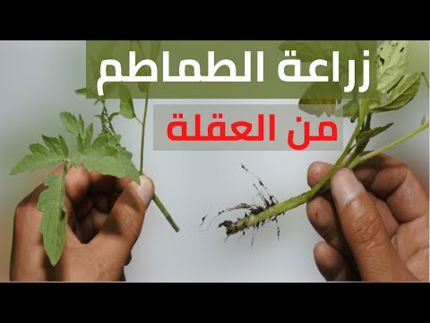 زراعة وتكاثر الطماطم من العقل