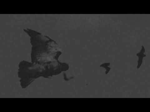 mikeflo x Lex Boogie From The Bronx - ENEMY (Video)