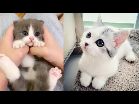 Baby Katzen - Süße und Lustige KatzenVideos #43  | KatzenVideos |