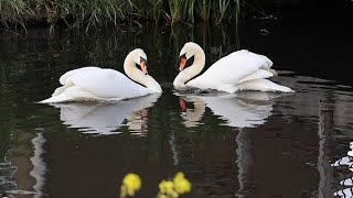 Love in Perfect Harmony: Swans Dancing Together on the Water! 白鳥ペアのロマンティックな求愛ダンス❤️