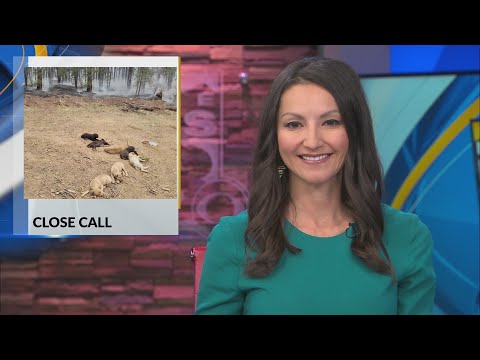 Santa Fe firefighters rescue puppies