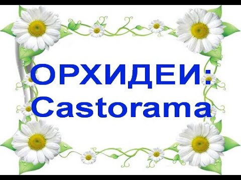 ЗАВОЗ ОРХИДЕЙ В Castorama:ПРЕСТУПНЫЕ МЫСЛИ,ай-яй-яй!!!13.08.20,снова Фронтеру назвала Клеопатрой!
