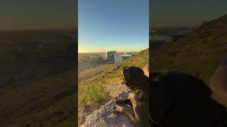 Video preview image #1 Mutt Puppy For Sale in Goodyear, AZ, USA