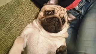 9 Funniest Pug Videos [NEW]