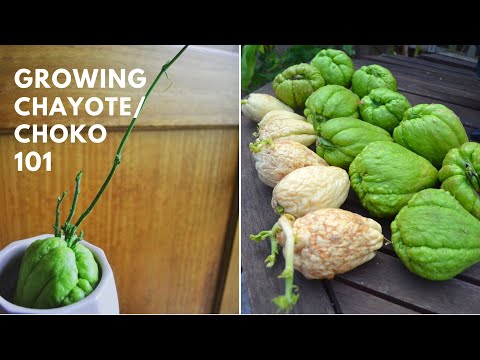 Wie man Chayote (Choko) zu Hause anbaut – Keimung und Tipps – Permakulturpflanze