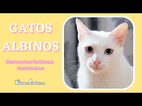 Albino Cats: Characteristics and care 😺 (English subtitles)