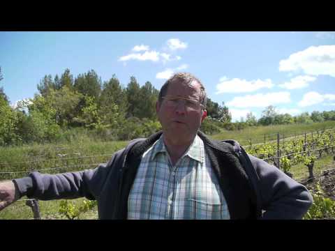Domaine de Mouscaillo et son 1er crémant de Limoux