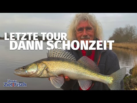 ZANDER, PERCH & ASPET on ONE LURE to close out the SEASON - Our goal is fish with JÖRG OVENS