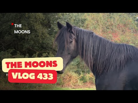 Rescue Horses Feel Freedom for the Very First Time