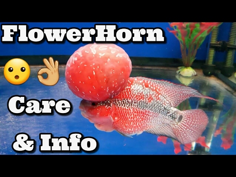 Flowerhorn fish care & information
